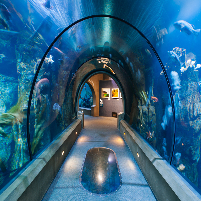 Surrounded by glass walls with fish all around.